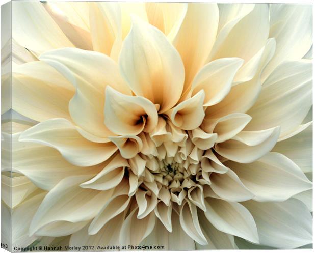 Beautiful Cream Dahlia Flower Canvas Print by Hannah Morley