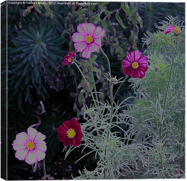 Pink and Purple Cosmos Flowers Canvas Print by Hannah Morley