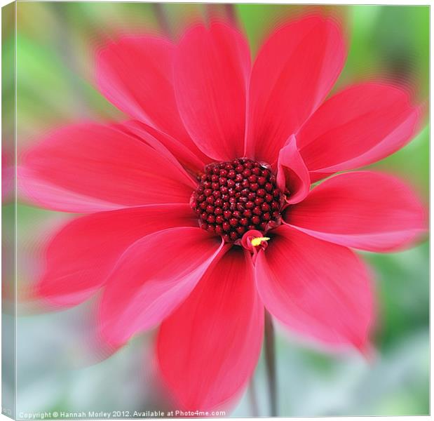 Red Flower Canvas Print by Hannah Morley