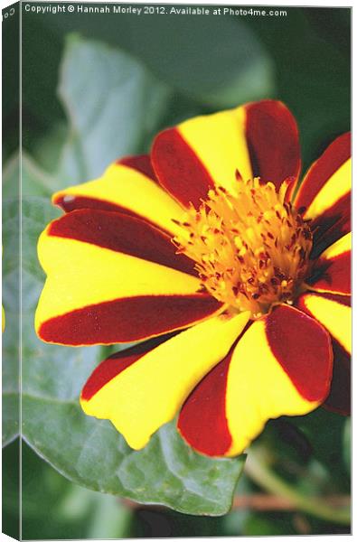 Red and Yellow Flower Canvas Print by Hannah Morley