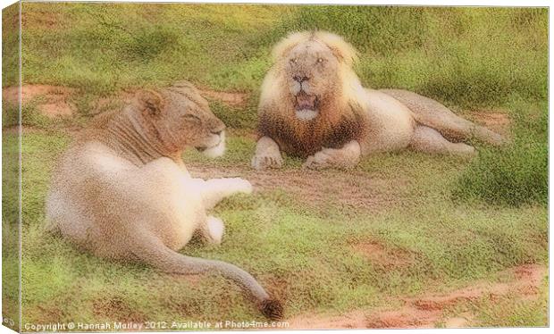 Lion Couple Canvas Print by Hannah Morley