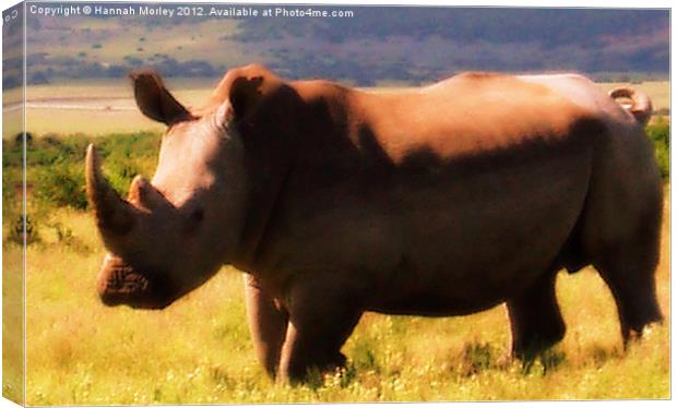 White Rhinoceros Canvas Print by Hannah Morley