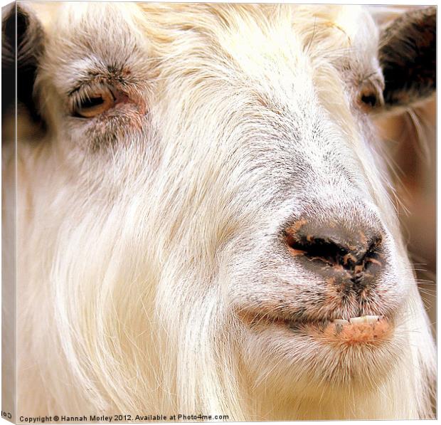 Billy Goat Canvas Print by Hannah Morley