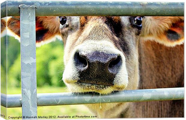 Jersey Cow Canvas Print by Hannah Morley