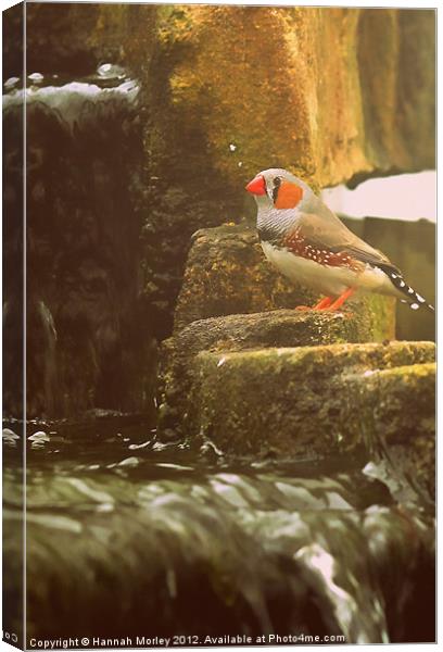 Zebra Finch by a Waterfall Canvas Print by Hannah Morley