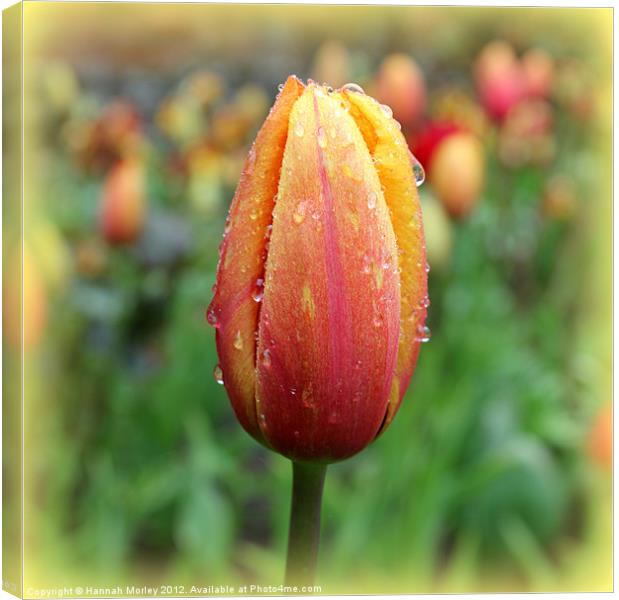 Red & Yellow Tulip Canvas Print by Hannah Morley