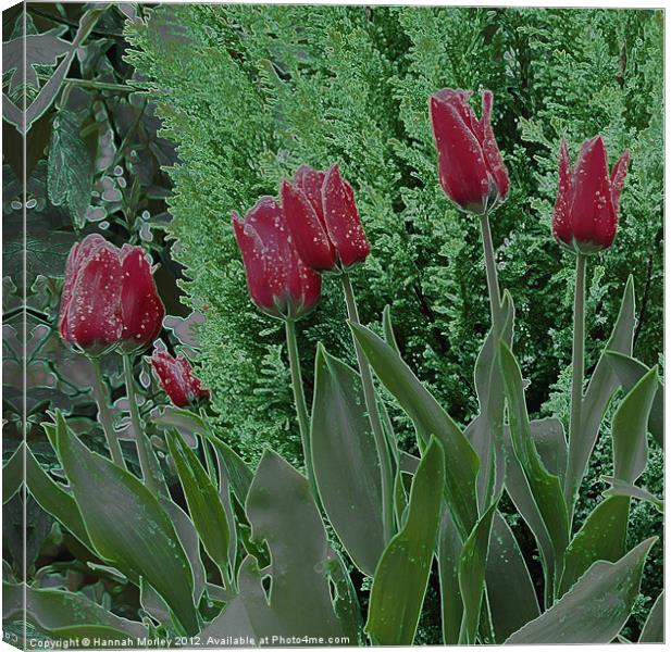 Red Tulips Canvas Print by Hannah Morley