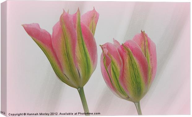 Pink and Green Tulips Canvas Print by Hannah Morley