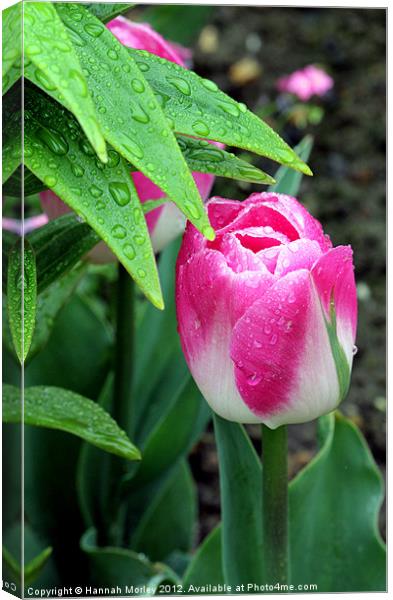 Raindrops on Tulips Canvas Print by Hannah Morley