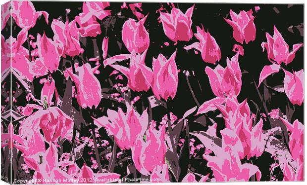 Hot Pink Tulips Canvas Print by Hannah Morley