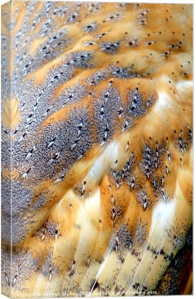 Barn Owl Feathers Canvas Print by Hannah Morley