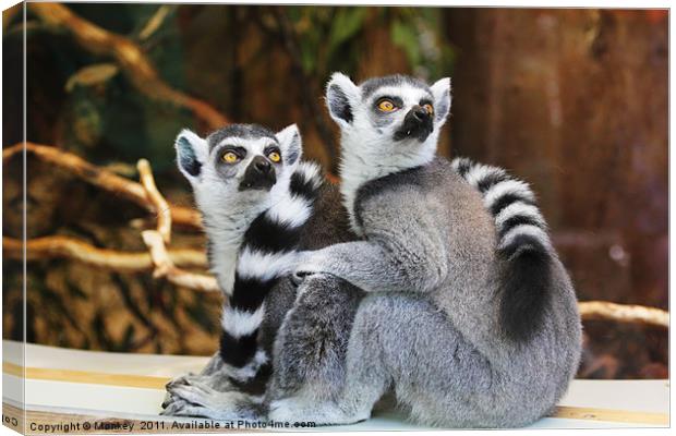 Ring-Tailed Lemurs Canvas Print by Anthony Michael 
