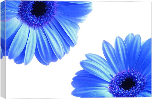 Blue Gerbera Flowers On White Canvas Print by Anthony Michael 