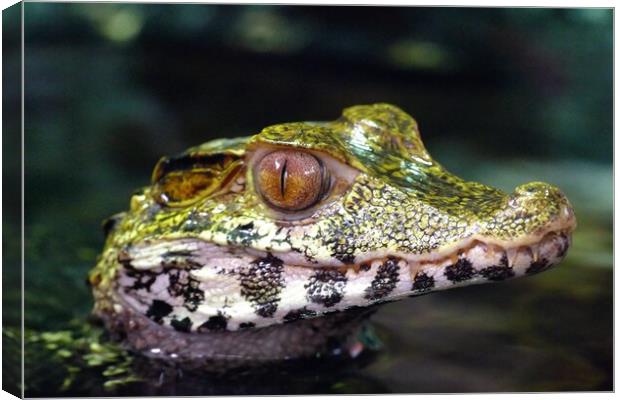 Cuvier's Dwarf Caiman  Canvas Print by Anthony Michael 