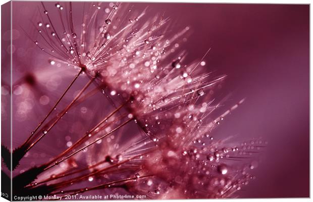 Water Droplets On Dandelion Seeds Canvas Print by Anthony Michael 