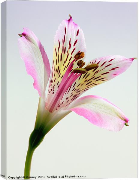 Alstroemeria Inca Lily Flower Canvas Print by Anthony Michael 