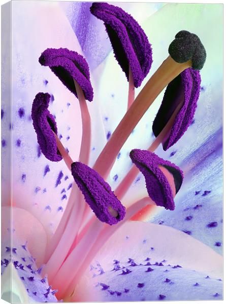 Stargazer Stamens Canvas Print by Anthony Michael 