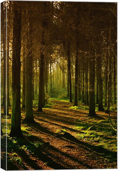 Golden Pines Canvas Print by Anthony Michael 