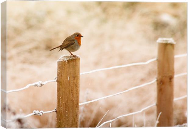 The European Robin Canvas Print by Anthony Michael 