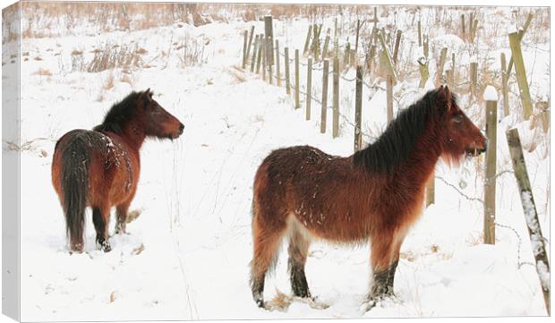 Ponies In The Snow Canvas Print by Anthony Michael 