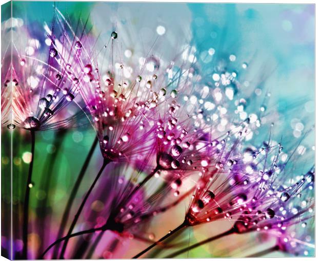 Rainbow Water Droplets Canvas Print by Anthony Michael 