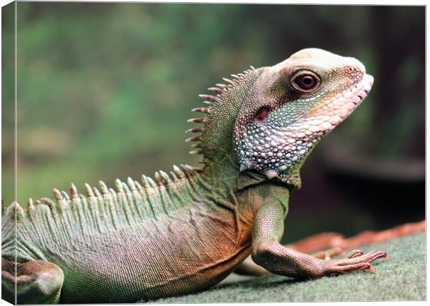 Chinese Water Dragon Canvas Print by Anthony Michael 