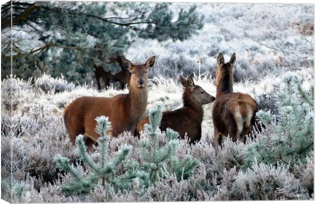 Deer Family In Winter Canvas Print by Anthony Michael 