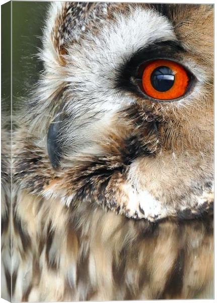 Owl Portrait  Canvas Print by Anthony Michael 