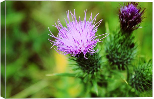 Pink And Purple Scottish Thistles Canvas Print by Anthony Michael 