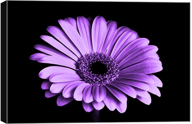 Purple Gerbera Flower Canvas Print by Anthony Michael 