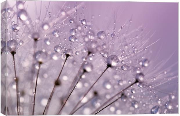 Purple Water Droplets Canvas Print by Anthony Michael 