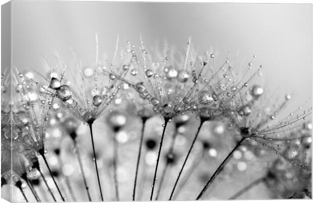 Water Droplets Black & White Canvas Print by Anthony Michael 