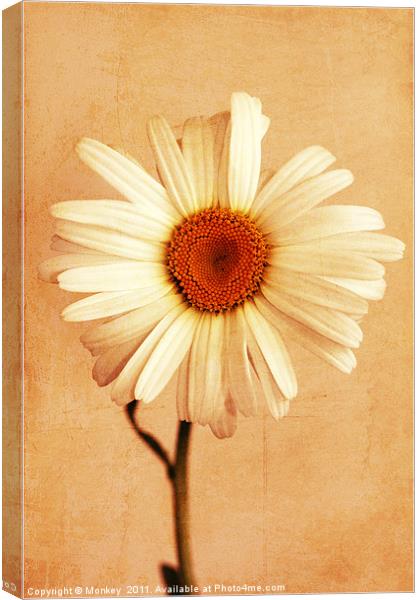 Large Daisy Flower Canvas Print by Anthony Michael 