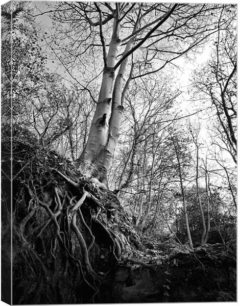 Roots Canvas Print by Chris Manfield