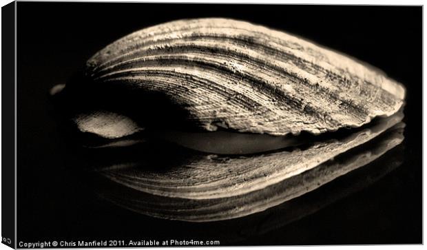 Shell Canvas Print by Chris Manfield
