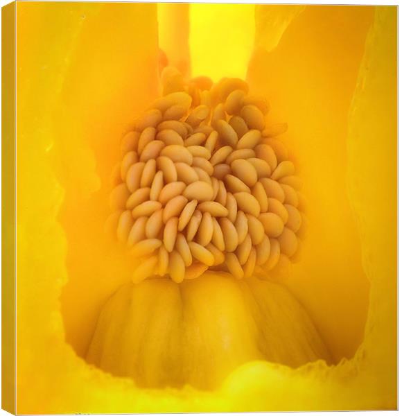 Seeds Canvas Print by Chris Manfield