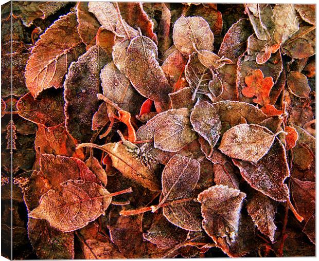 The Leaves Upon The Ground Canvas Print by Chris Manfield
