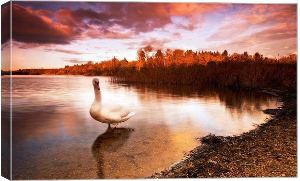 Swan On The Lake Canvas Print by Chris Manfield