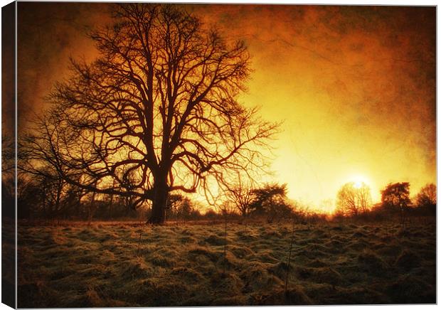 Return Of The Sun Canvas Print by Chris Manfield