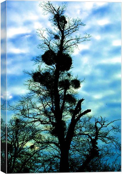 Empty Nest Canvas Print by Chris Manfield