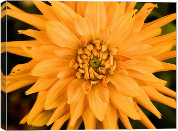 Dahlia Canvas Print by Chris Manfield