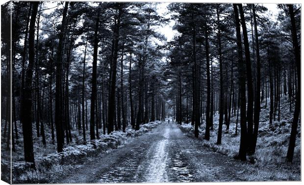 Avenue of Trees Canvas Print by Chris Manfield