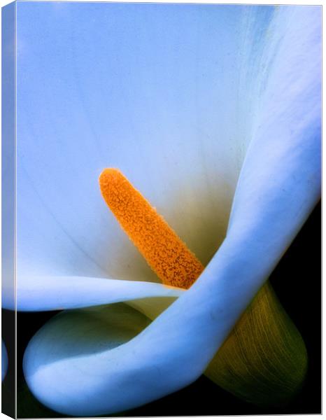 Lily Canvas Print by Chris Manfield