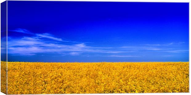 Rapeseed Canvas Print by Chris Manfield