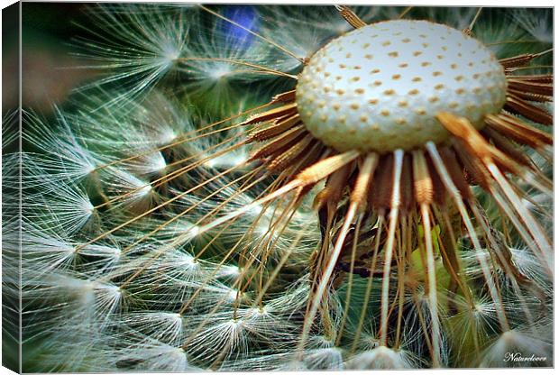 Puffed Out Canvas Print by Pauline Simmonds