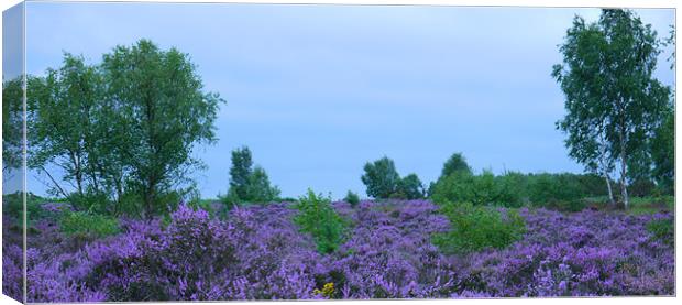 Purple Heather Canvas Print by Anna Hitchcock