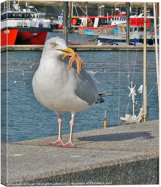 Seagull eating a starfish Canvas Print by Sarah Harrington-James