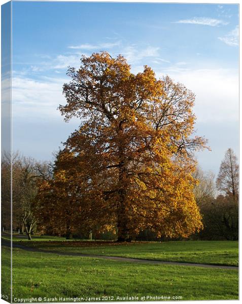 Ancient oak tree in Autumn Canvas Print by Sarah Harrington-James
