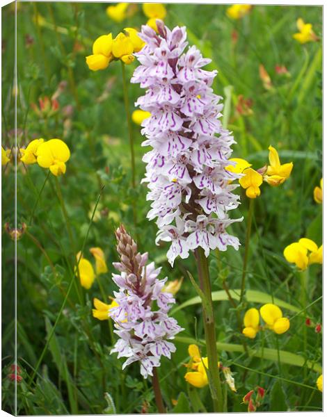 Common spotted orchid Canvas Print by Sarah Harrington-James