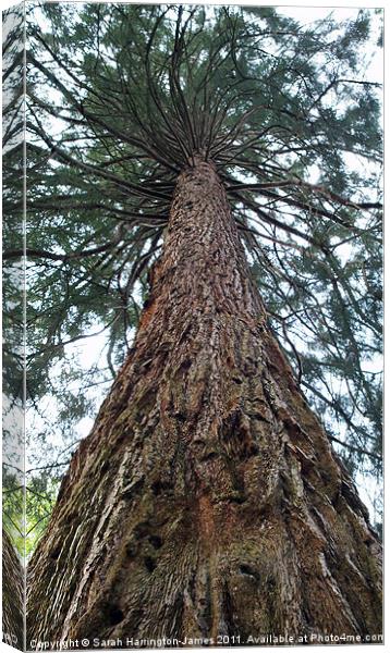 Giant Sierra Redwood tree Canvas Print by Sarah Harrington-James